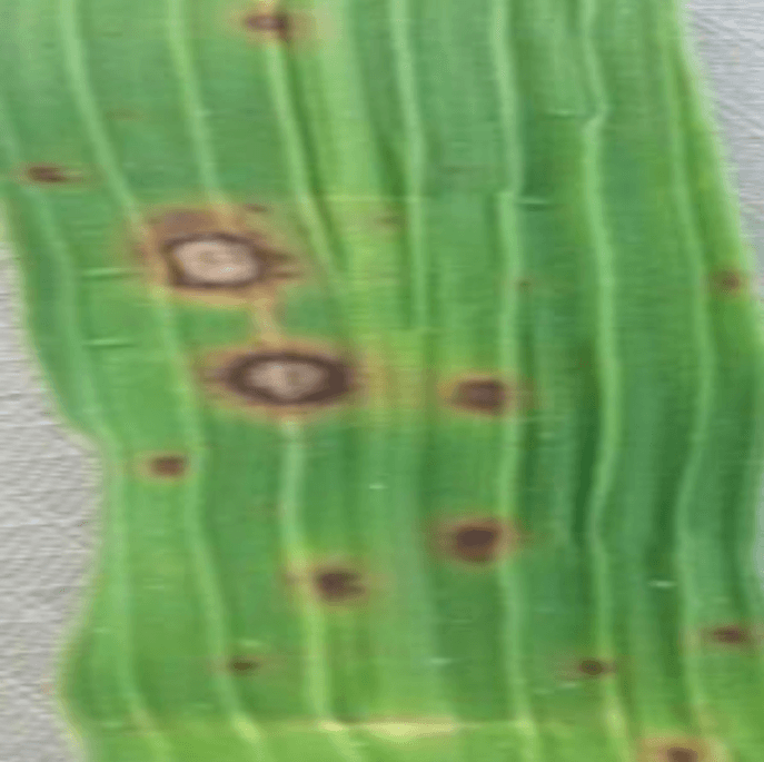 Bacterial Blight symptoms