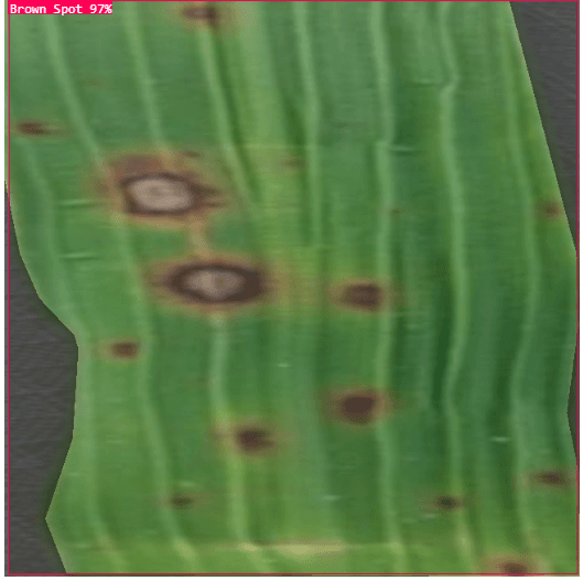 Close-up of a rice leaf with brown spots, boxed by the detector