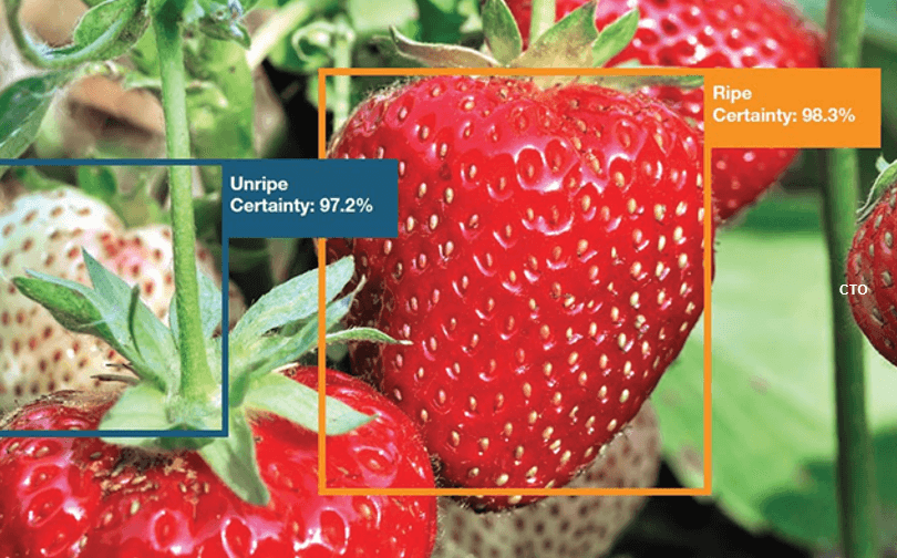 Strawberries boxed as ripe and unripe with certainty scores